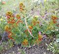 Cleome coluteoides